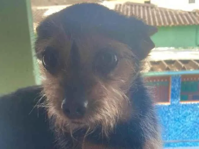 Cachorro ra a Pinscher idade 3 anos nome Nick