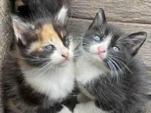 Gato raça  idade Abaixo de 2 meses nome Filhotes de gatinhos