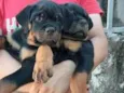 melissa e zeca