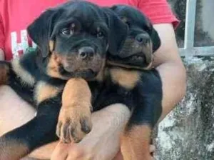 Cachorro raça rottweiler idade 2 a 6 meses nome melissa e zeca