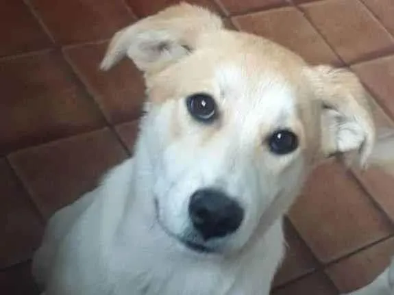 Cachorro raça Mestiça de labrador com vira l idade 2 a 6 meses nome Lilica
