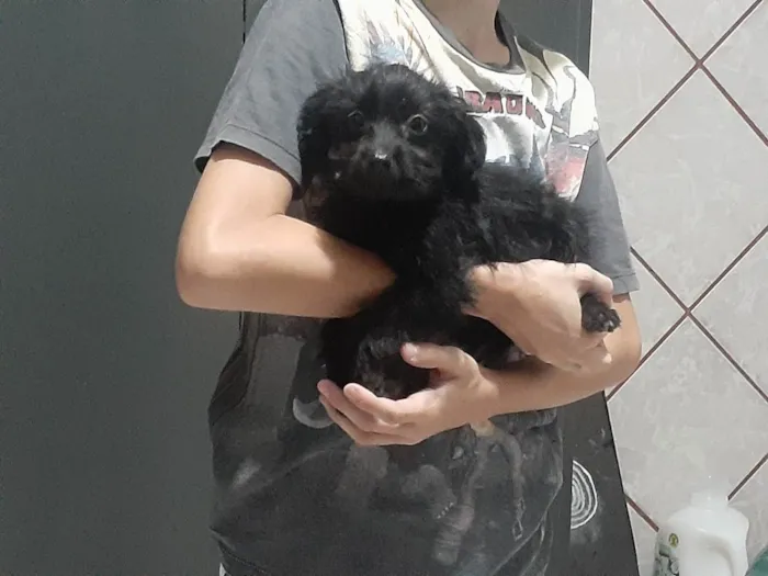 Cachorro ra a Vira lata idade 2 a 6 meses nome Pretinha 