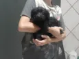 Pretinha
