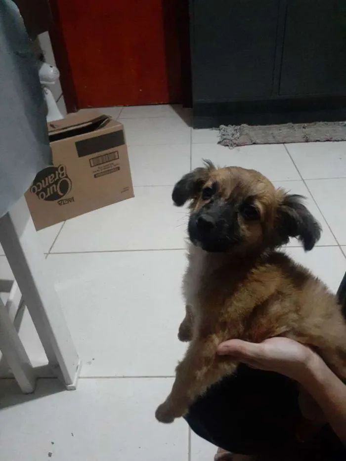 Cachorro ra a Vira ata idade 2 a 6 meses nome Ursinho