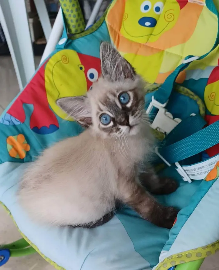 Gato raça srd idade 2 a 6 meses nome VICK