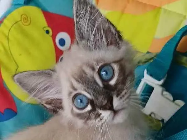 Gato raça srd idade 2 a 6 meses nome VICK