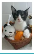 OTTO