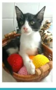 OTTO