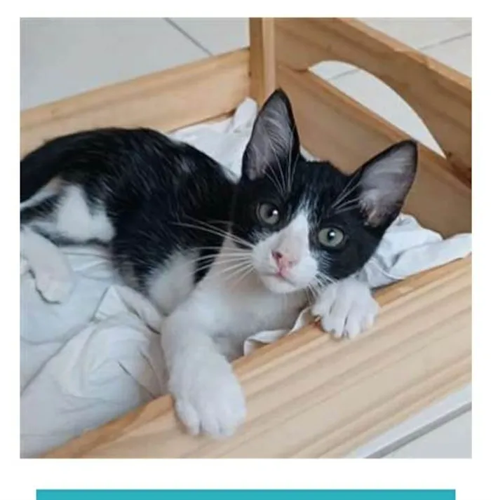 Gato ra a srd frajolinha  idade 2 a 6 meses nome OTTO