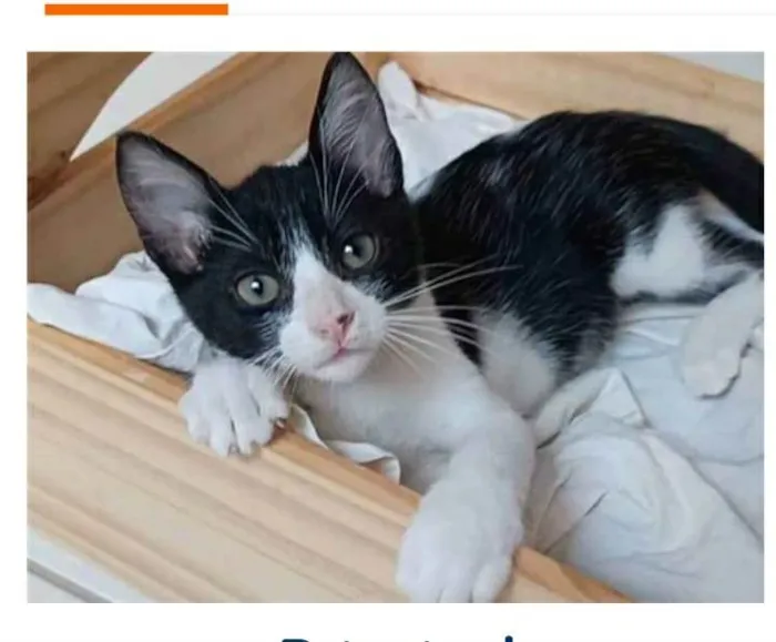 Gato ra a srd frajolinha  idade 2 a 6 meses nome OTTO