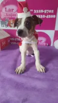 Tunico e Tunica