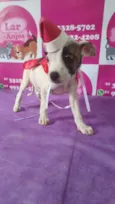 Tunico e Tunica