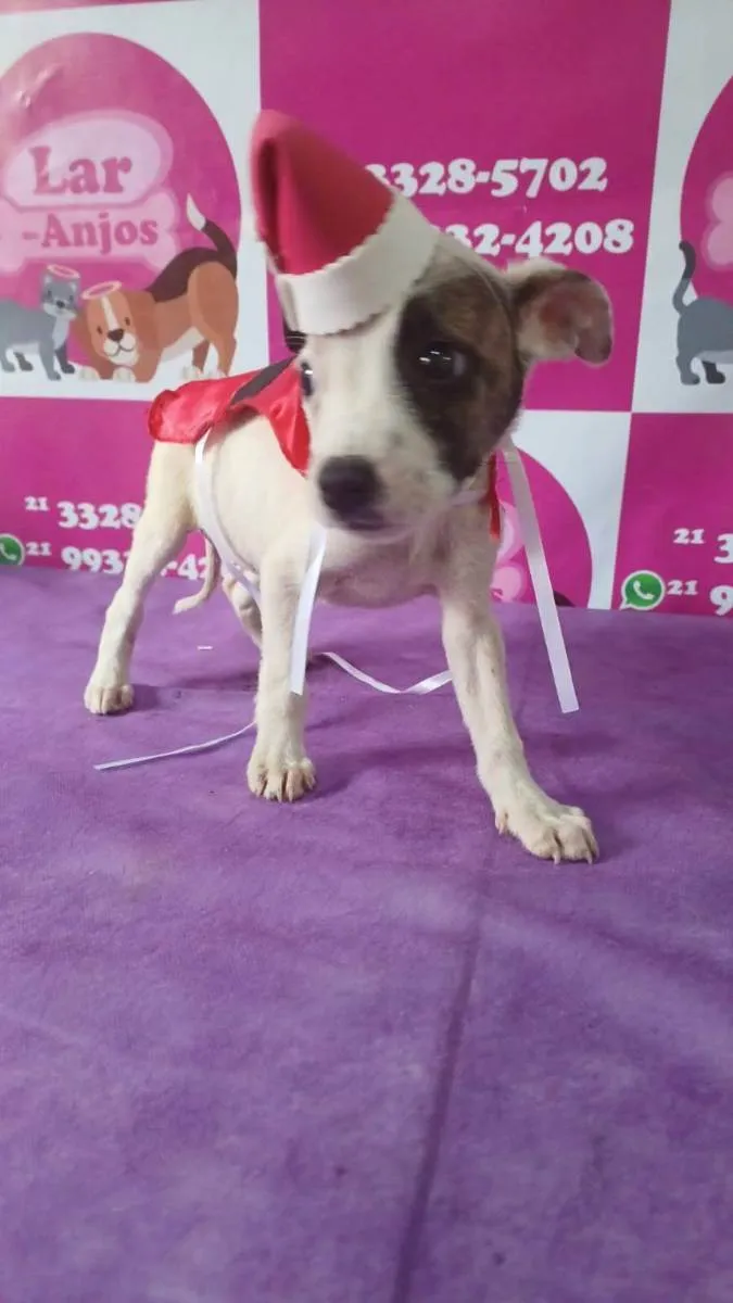 Cachorro ra a Srd idade 2 a 6 meses nome Tunico e Tunica