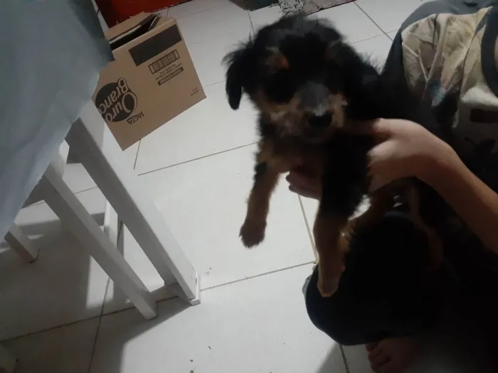 Cachorro ra a Palhoça  idade 2 a 6 meses nome Lizinho