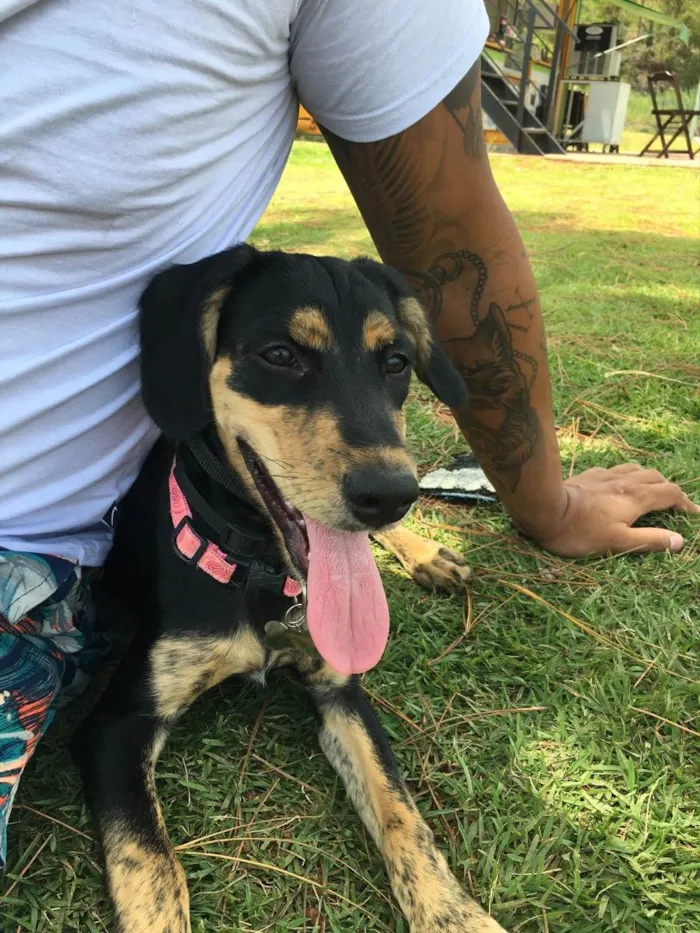 Cachorro ra a Indefinida idade 1 ano nome Mel