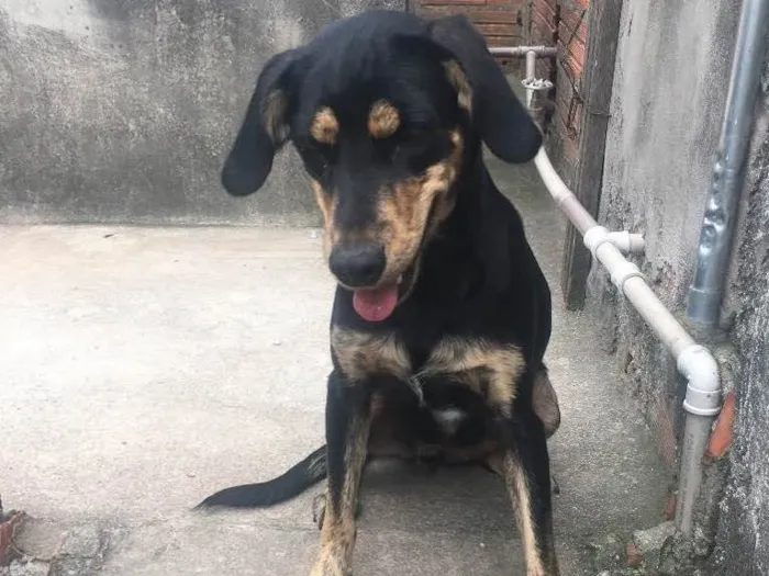 Cachorro ra a Indefinida idade 1 ano nome Mel