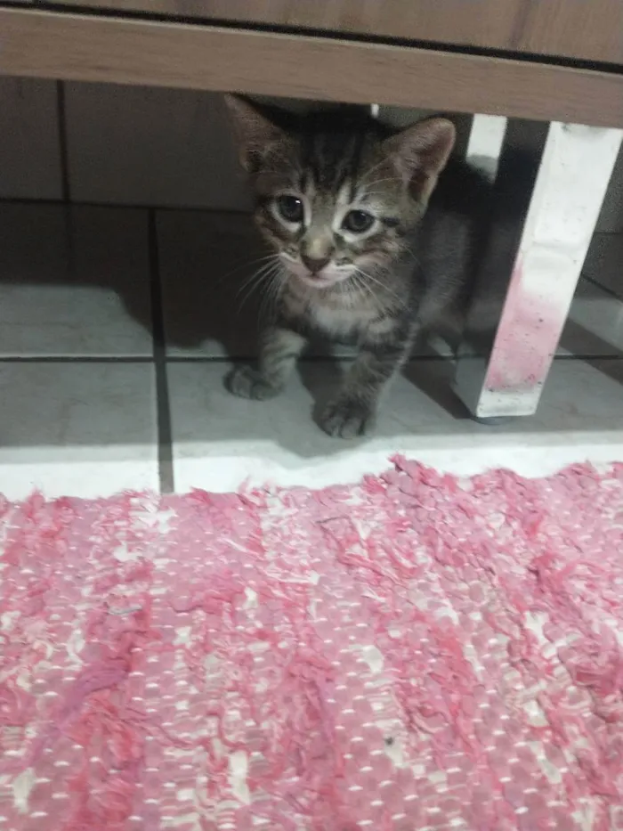 Gato ra a  idade Abaixo de 2 meses nome Malhado 