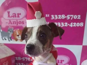 Cachorro raça Srd idade 2 a 6 meses nome Tunico e Tunica