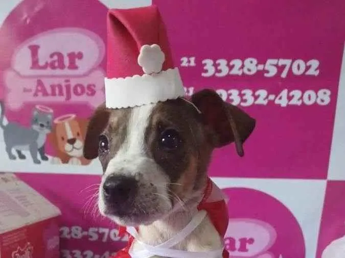 Cachorro ra a Srd idade 2 a 6 meses nome Tunico e Tunica