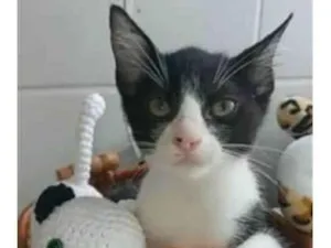 Gato raça srd frajolinha  idade 2 a 6 meses nome OTTO