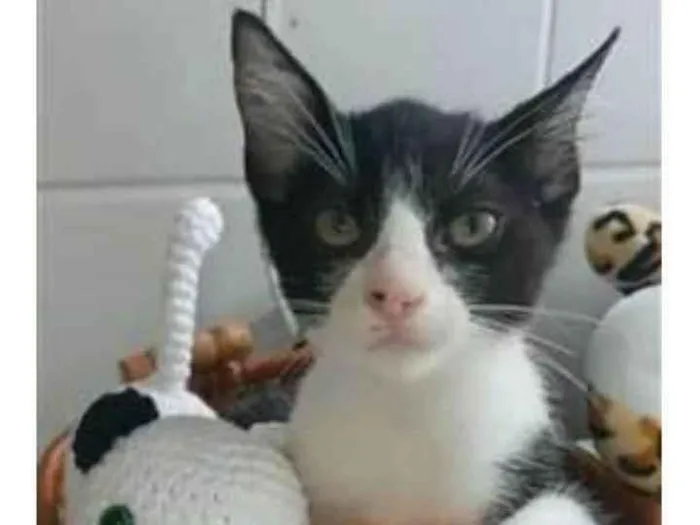 Gato ra a srd frajolinha  idade 2 a 6 meses nome OTTO
