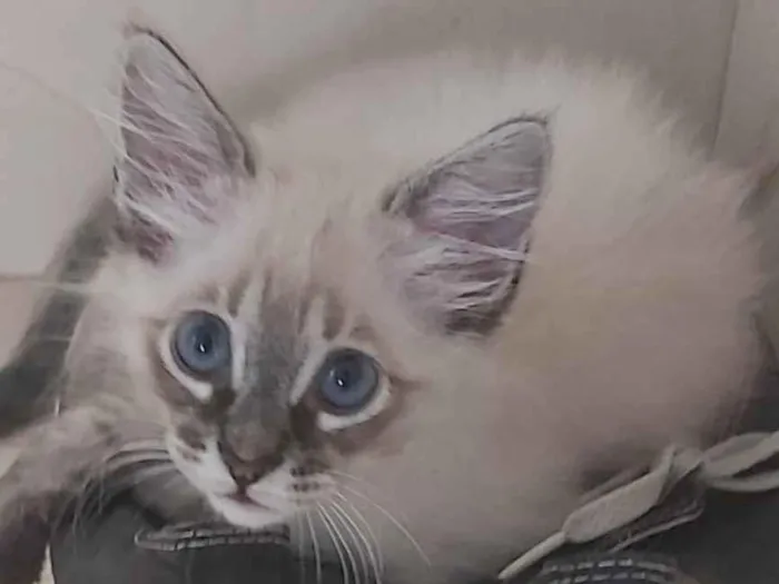 Gato raça srd idade 2 a 6 meses nome VICK