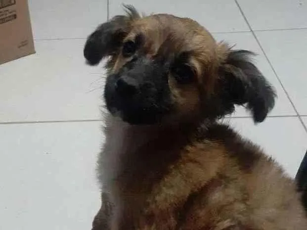 Cachorro ra a Vira ata idade 2 a 6 meses nome Ursinho