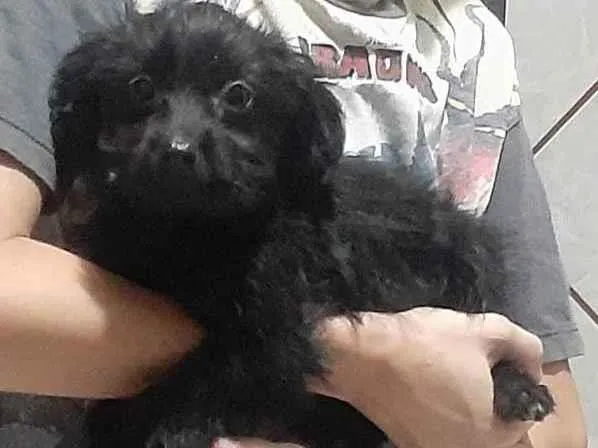 Cachorro ra a Vira lata idade 2 a 6 meses nome Pretinha 