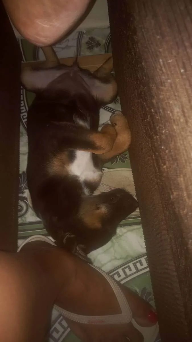 Cachorro ra a Vira-lata idade 2 a 6 meses nome Aurora Bryant