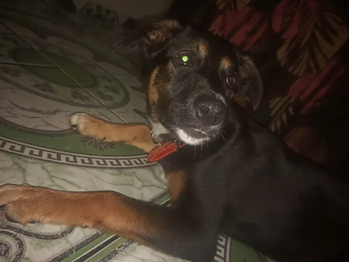 Cachorro ra a Vira-lata idade 2 a 6 meses nome Aurora Bryant