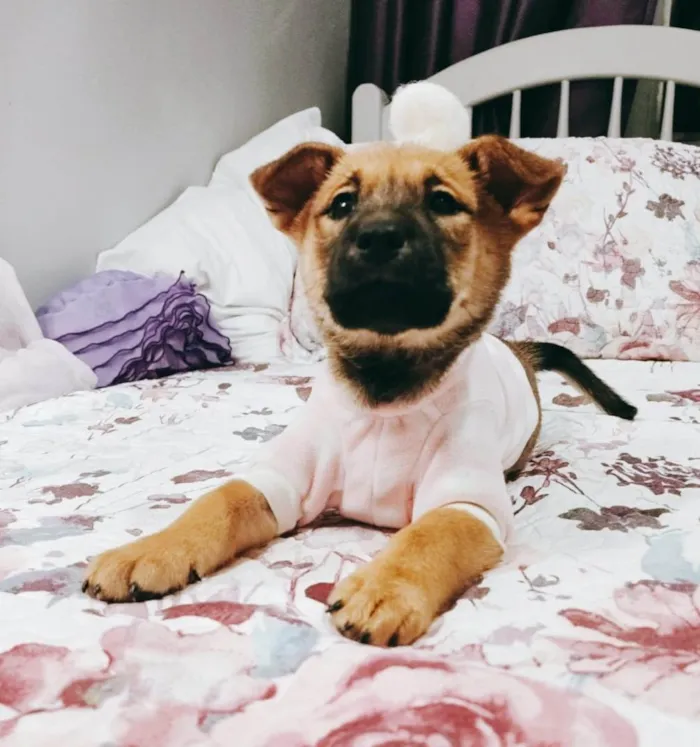 Cachorro ra a Srd idade 2 a 6 meses nome Vida