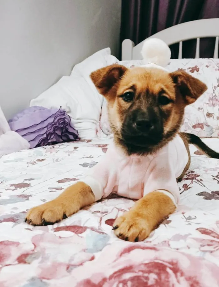 Cachorro ra a Srd idade 2 a 6 meses nome Vida