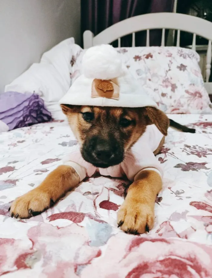 Cachorro ra a Srd idade 2 a 6 meses nome Vida