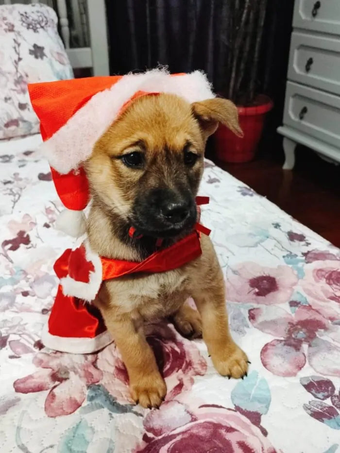 Cachorro ra a Srd idade 2 a 6 meses nome Vida