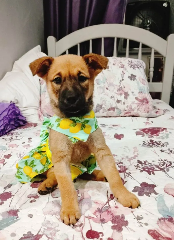 Cachorro ra a Srd idade 2 a 6 meses nome Vida