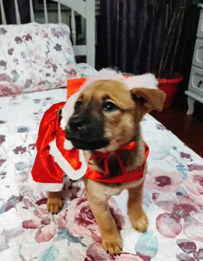 Cachorro ra a Srd idade 2 a 6 meses nome Vida