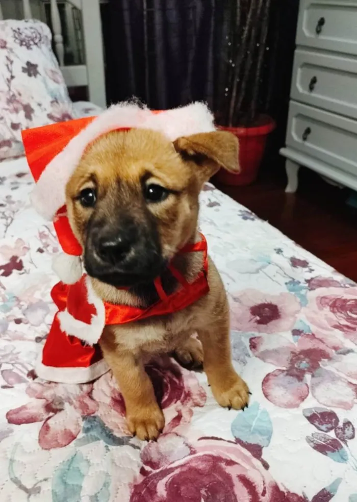 Cachorro ra a Srd idade 2 a 6 meses nome Vida
