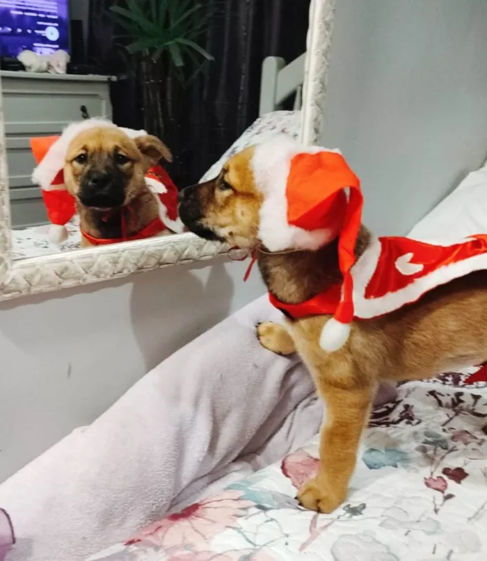 Cachorro ra a Srd idade 2 a 6 meses nome Vida