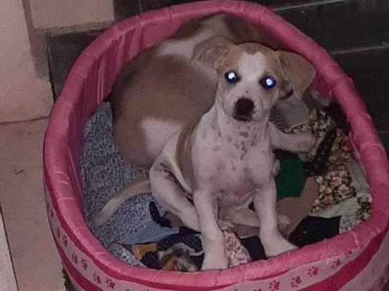Cachorro raça Vira lata  idade 2 a 6 meses nome Mel 