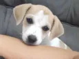 Mel 
