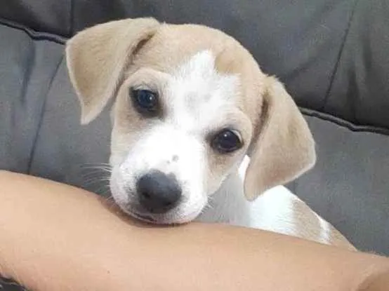 Cachorro raça Vira lata  idade 2 a 6 meses nome Mel 