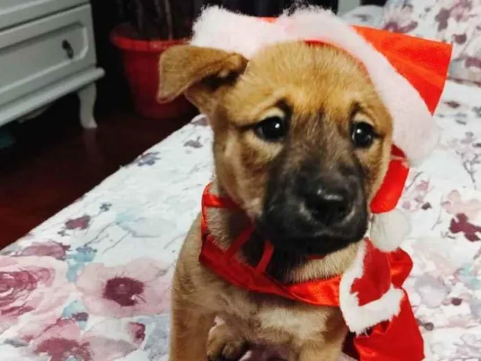 Cachorro ra a Srd idade 2 a 6 meses nome Vida