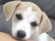 Mel 