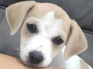 Cachorro raça Vira lata  idade 2 a 6 meses nome Mel 