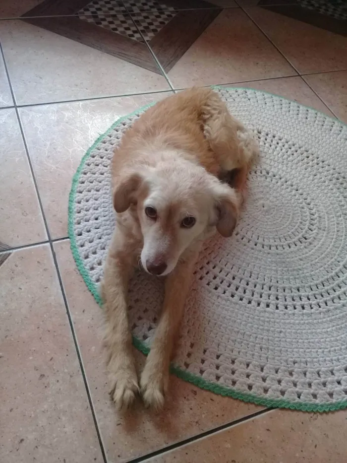 Cachorro raça Vira lata idade 5 anos nome Madona