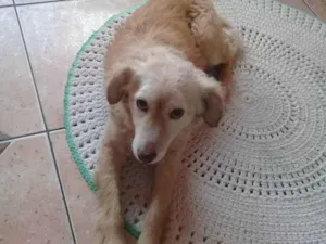 Cachorro raça Vira lata idade 5 anos nome Madona