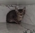 Gato raça Srd idade Abaixo de 2 meses nome Teco