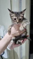 Gato raça Srd idade Abaixo de 2 meses nome Teco