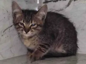Gato raça Srd idade Abaixo de 2 meses nome Teco