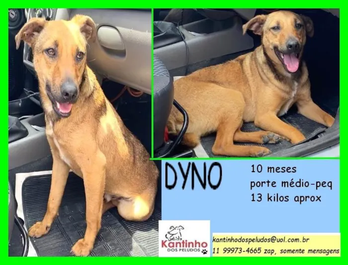 Cachorro raça Srd  idade 7 a 11 meses nome Dyno